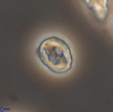 Aktasia compacta 12374