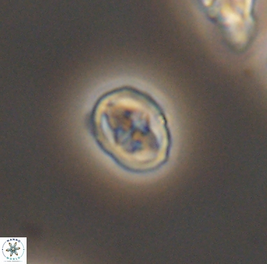Aktasia compacta 12374