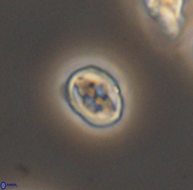 Aktasia compacta 12375