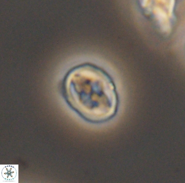 Aktasia compacta 12375