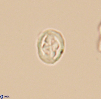 Aktasia compacta 12371