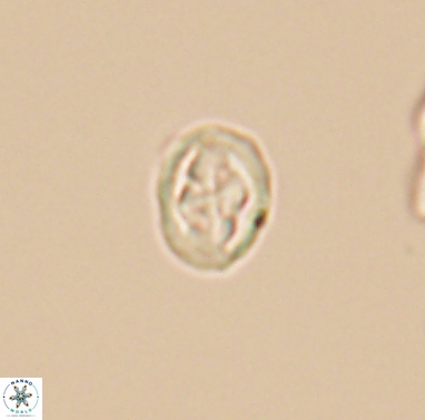 Aktasia compacta 12371