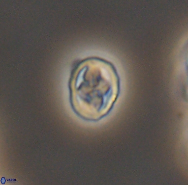 Aktasia compacta 12372