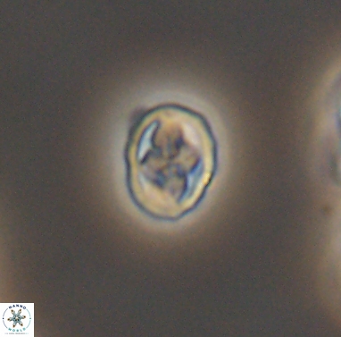 Aktasia compacta 12372