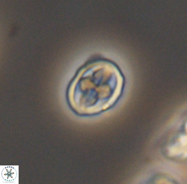 Aktasia compacta 12373