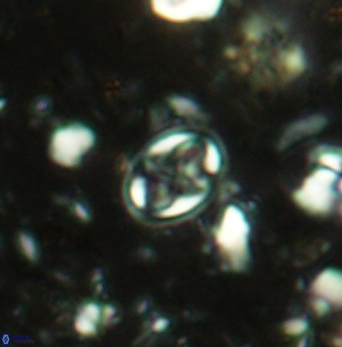 Aktasia compacta 2494