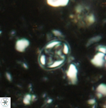 Aktasia compacta 2494