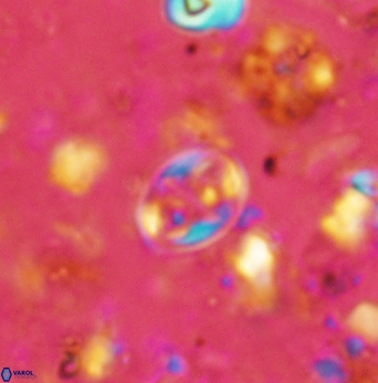 Aktasia compacta 2495