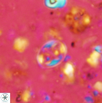 Aktasia compacta 2495