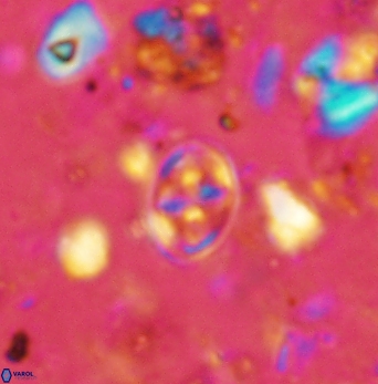 Aktasia compacta 2496