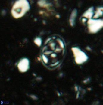 Aktasia compacta 2497