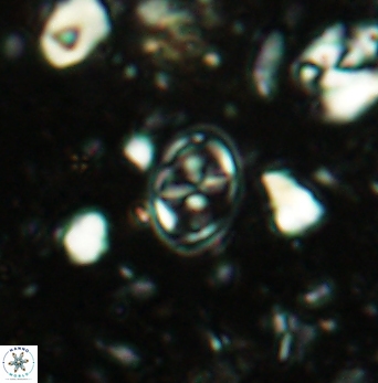 Aktasia compacta 2497