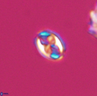 Aktasia compacta 7841