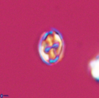 Aktasia compacta 7842