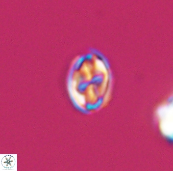 Aktasia compacta 7842