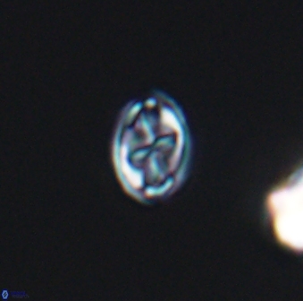 Aktasia compacta 7843