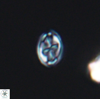 Aktasia compacta 7843