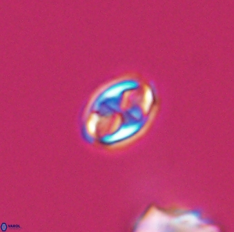 Aktasia compacta 7844