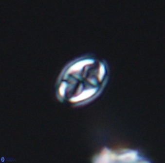 Aktasia compacta 7845