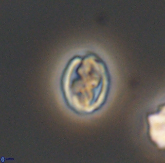 Aktasia compacta 7846