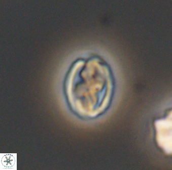 Aktasia compacta 7846