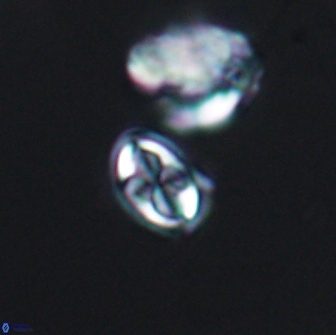 Aktasia compacta 7860