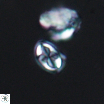 Aktasia compacta 7860