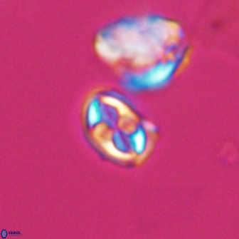 Aktasia compacta 7861