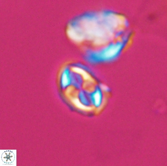 Aktasia compacta 7861