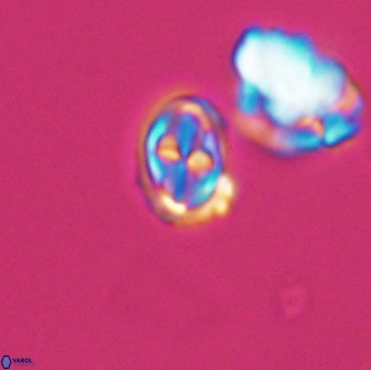 Aktasia compacta 7862