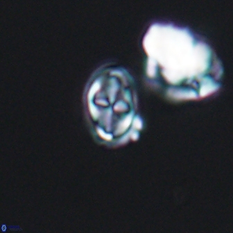 Aktasia compacta 7863