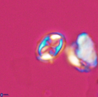 Aktasia compacta 7864