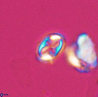 Aktasia compacta 7865