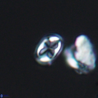 Aktasia compacta 7866