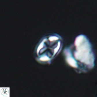 Aktasia compacta 7866