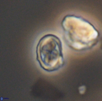 Aktasia compacta 7867