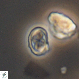 Aktasia compacta 7867