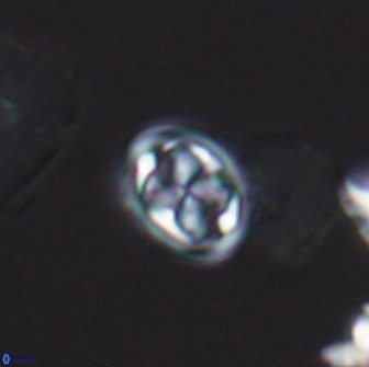 Aktasia disgregatus 13566