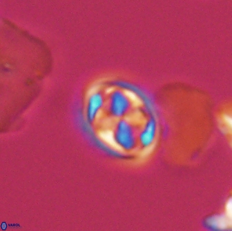 Aktasia disgregatus 13567