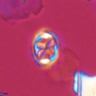 Aktasia disgregatus 13568