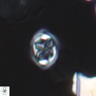 Aktasia disgregatus 13569