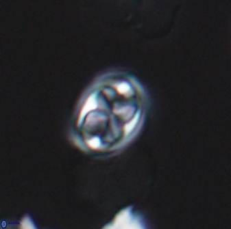 Aktasia disgregatus 13570