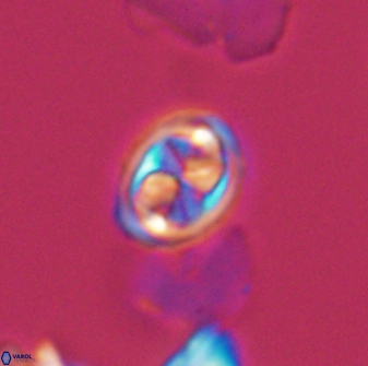 Aktasia disgregatus 13571