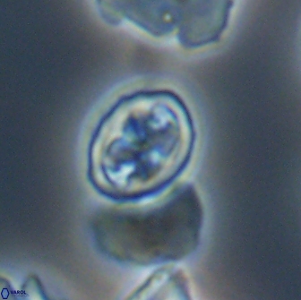 Aktasia disgregatus 13572