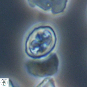 Aktasia disgregatus 13572