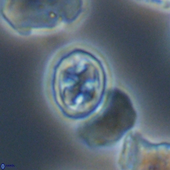 Aktasia disgregatus 13573