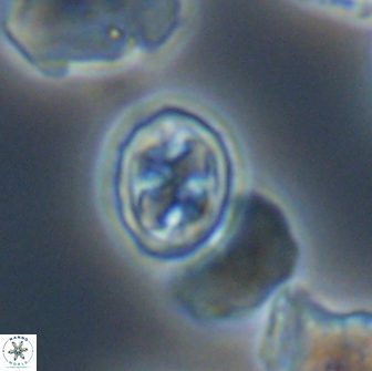 Aktasia disgregatus 13573