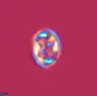 Aktasia disgregatus 13655