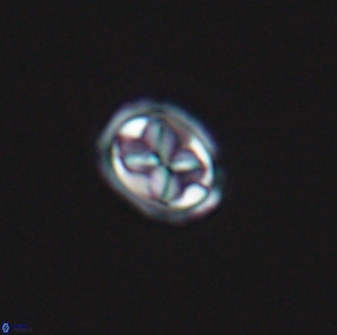 Aktasia disgregatus 13653