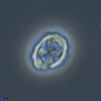 Aktasia disgregatus 13664